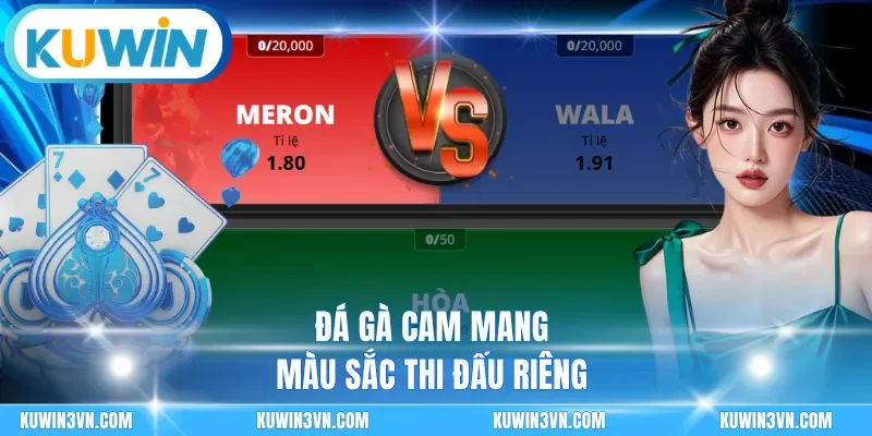 Đá gà cam mang màu sắc thi đấu riêng