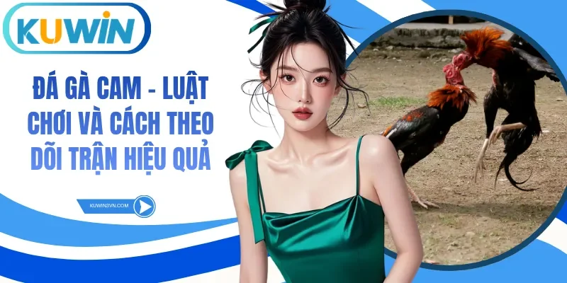 Đá Gà Cam - Luật Chơi Và Cách Theo Dõi Trận Hiệu Quả